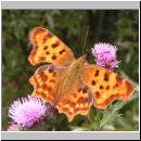 Polygonia C-Album - C-Falter 07.jpg